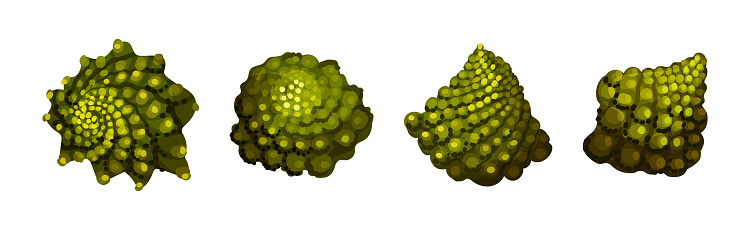 Romanesco Cabbage Species Bright Green Head Vector Set. Garden Crop Part and Element