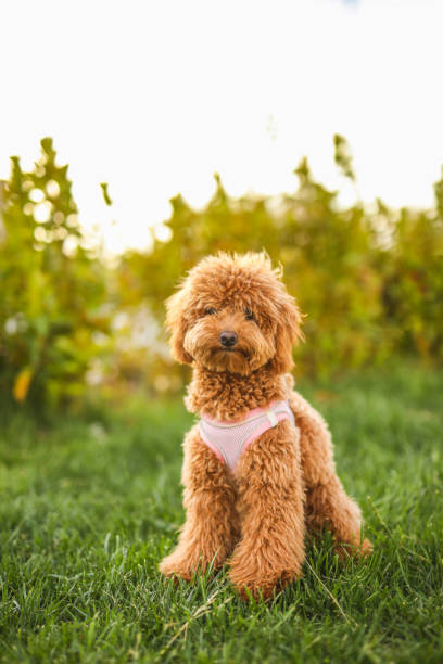 Pet, Poodle, Dog Training, Best Friend, Pet Owner