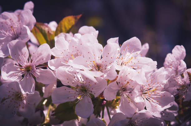 Beautiful floral spring abstract background of nature. Branches of blossoming apricot. Macro shot. For holiday cards with copy space.