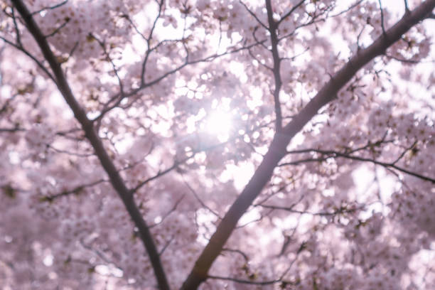 Cherry blossoms in full bloom under the blue sky