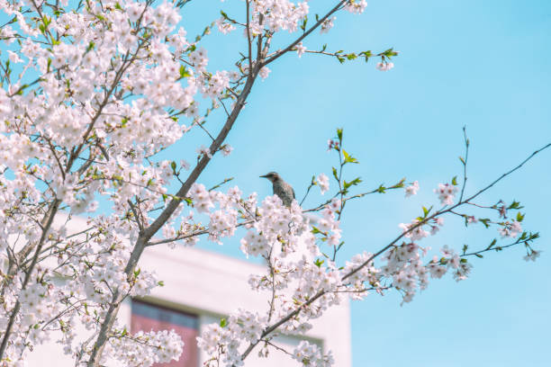 istock Cherry blossoms in full bloom under the blue sky 2147720101