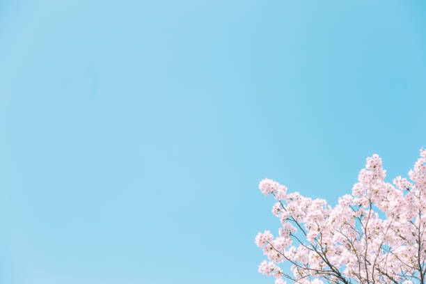Cherry blossoms in full bloom under the blue sky