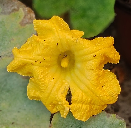 Flor de calabaza