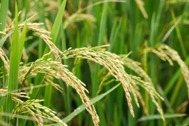 green rice field background close up beautiful yellow rice fields soft focus
