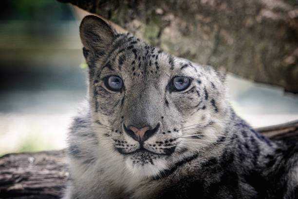 Snow leopard (Panthera uncia), a majestic and elusive big cat species found in the rugged mountain ranges of Central Asia. With its thick fur, piercing blue eyes, and graceful movements, the snow leopard is a true marvel of the natural world.