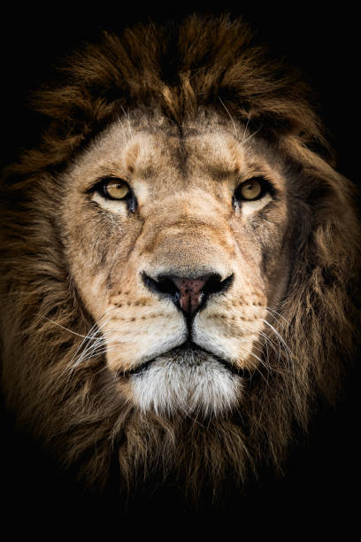 istock Lion: A majestic and iconic big cat 2147720944