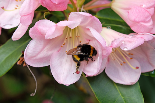 A bumble bee sat on the the petal of a Pink evergreen Rhododendron Percy Wiseman in flower.