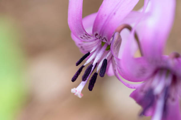 A cute katakuri flower swaying in the wind