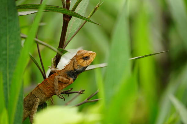istock Close-up of an Iguana clinging to a tree trunk 2147722314