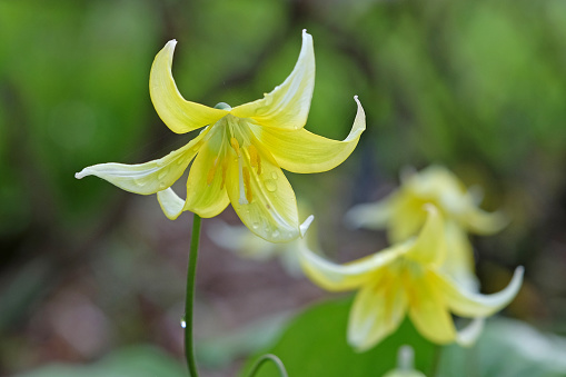 Yellow Erythronium tuolumnense, Tuolumne fawn lily or Tuolumne dog's tooth violet, in flower.