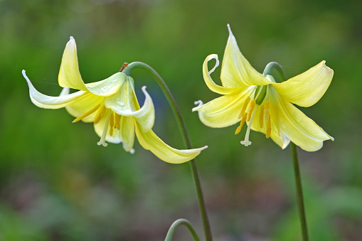 Yellow Erythronium tuolumnense, Tuolumne fawn lily or Tuolumne dog's tooth violet, in flower.