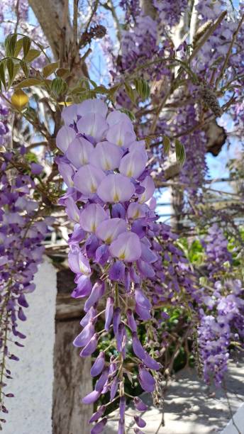 istock wisteria flower 2147722558