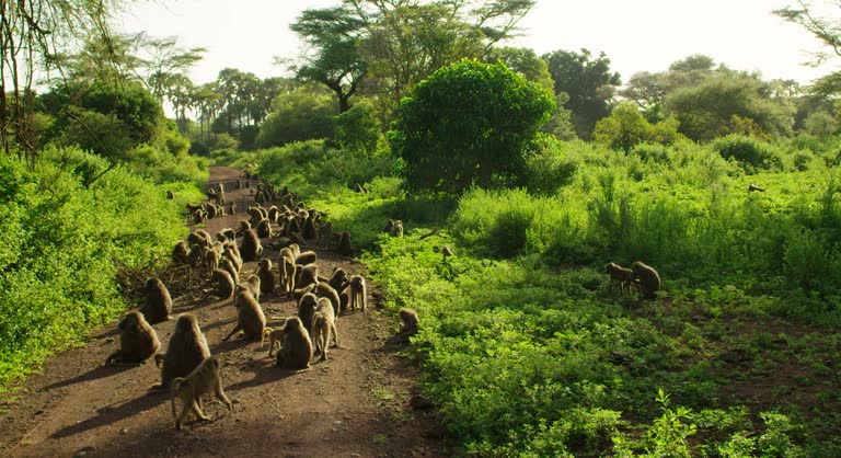 A gathering of baboon monkeys on an earthy road.