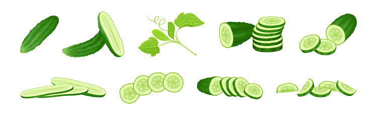 Ripe Cucumber Green Garden Vegetable Crop Vector Set. Fresh Juicy Organic Veggie
