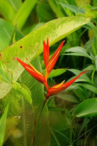 Close-up of Heliconia psittacorum blooming