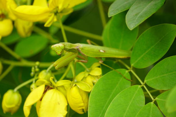 istock Close-up of a mantis lying on a yellow flower 2147724028