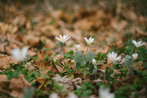 Medicinal Bloodroot Plants found in the Wild