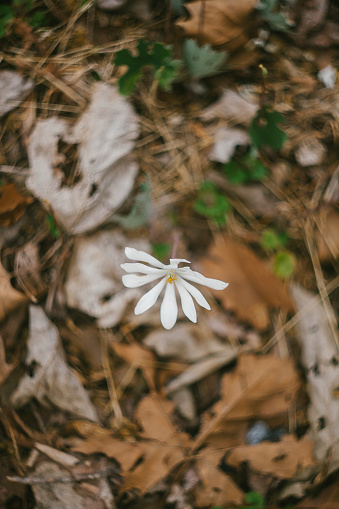 Medicinal Bloodroot Plants found in the Wild