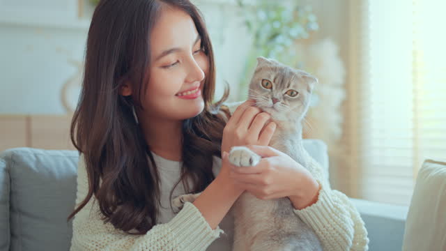 Happy Asian woman petting Scottish fold cat on sofa in living room, Happy domestic animals at home.