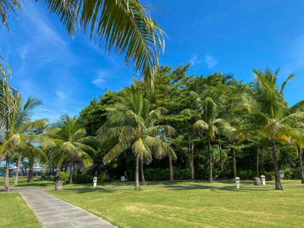 istock Greenery yard full of trees at day. 2147724337