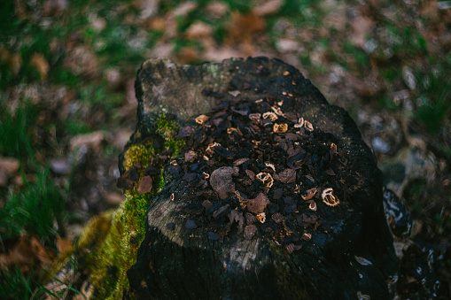 Cracked Walnuts Left Behind on a Mossy Stump from a Squirel