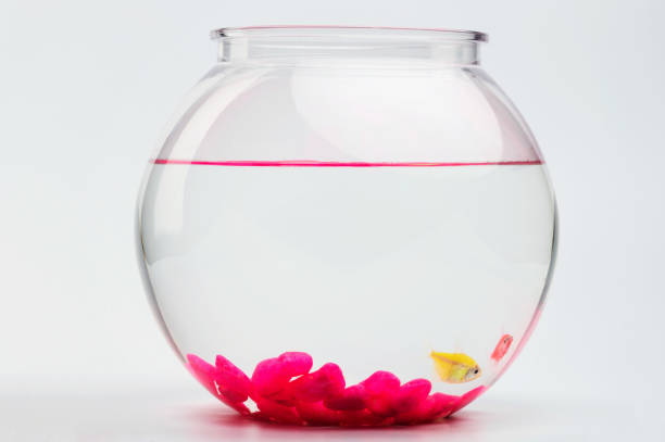 Siamese Fighting Fish in Aquarium with green grass