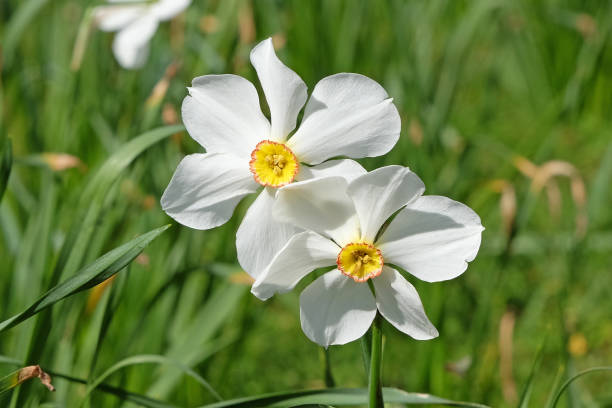 istock White The Poets Daffodil, Narcissus Actaea in flower. 2147724474