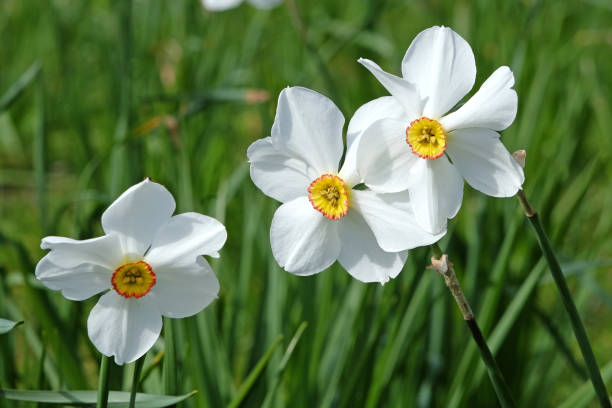 istock White The Poets Daffodil, Narcissus Actaea in flower. 2147724490