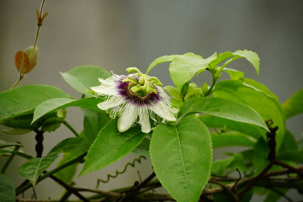 istock Close-up of Passionfruit tree flowers 2147724509