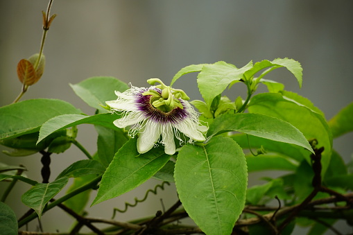 Close-up of Passionfruit tree flowers