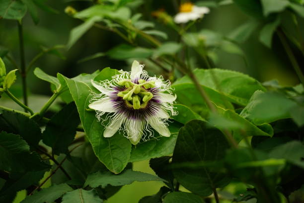 istock Close-up of Passionfruit tree flowers 2147724510