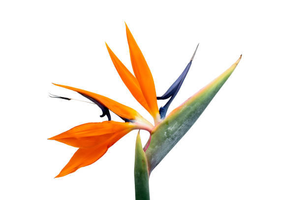 istock Tropical flower, Strelitzia reginae blooming on white background 2147724603