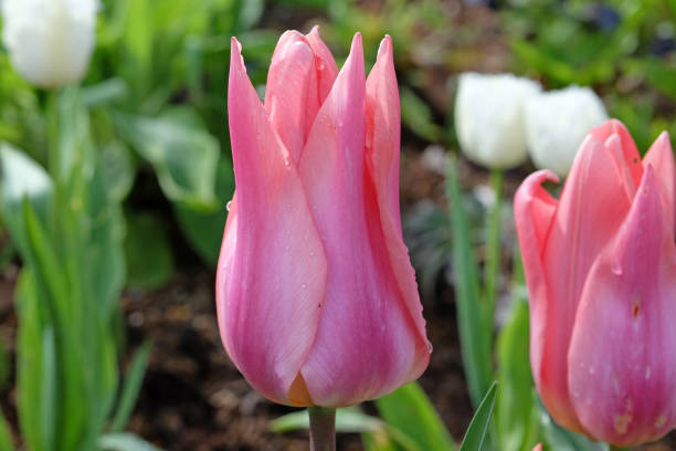 istock Salmon pink triumph Tulip Neper in flower. 2147724701