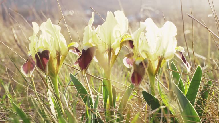 Slow motion. Wild yellow irises with brown petals sway in the wind in the grass in the sun