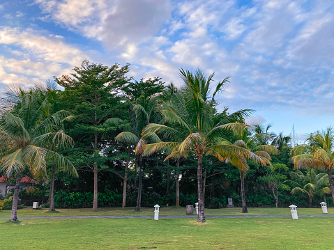 Greenery yard full of trees at day near the beach againts blue sky.