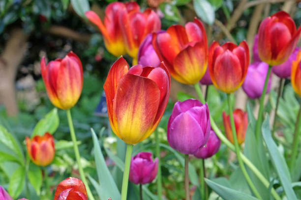istock Deep red and orange triumph Tulip Amber Glow in flower. 2147724735