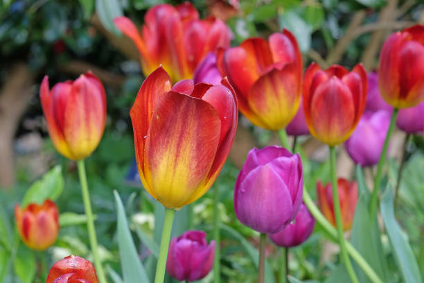 istock Deep red and orange triumph Tulip Amber Glow in flower. 2147724767