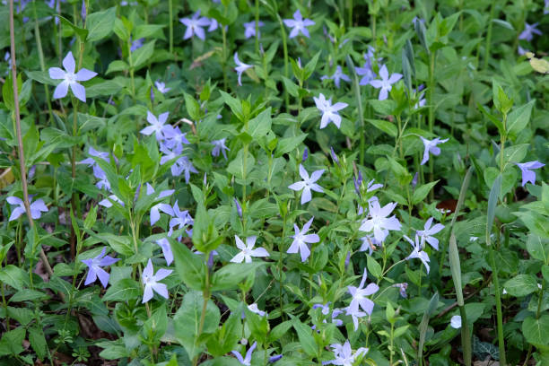 istock Blue Vinca periwinkle in flower. 2147724859