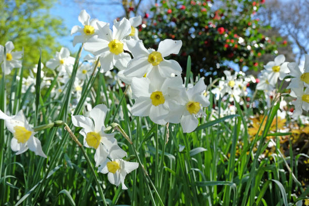 istock White The Poets Daffodil, Narcissus Actaea in flower. 2147725022
