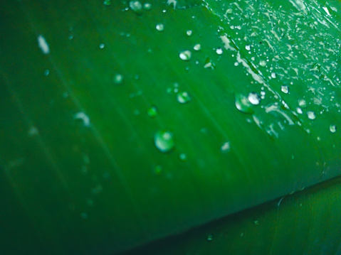 Macro closeup of Beautiful fresh green leaf with drop of water