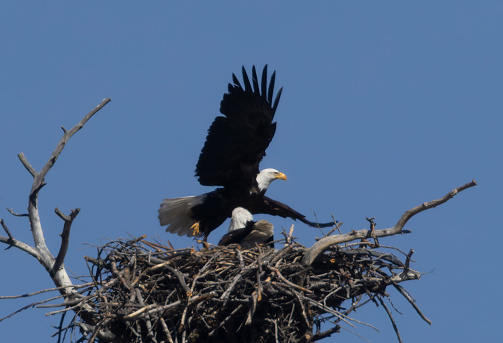 Nesting pair of bald eagles tending to  their young at Eleven Mile Canyon Colorado