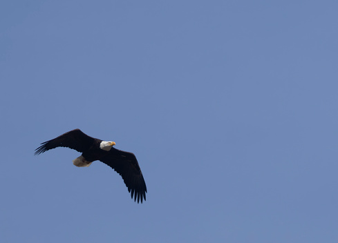 Bald Eagle in Flight over the Colorado Rocky Mountains