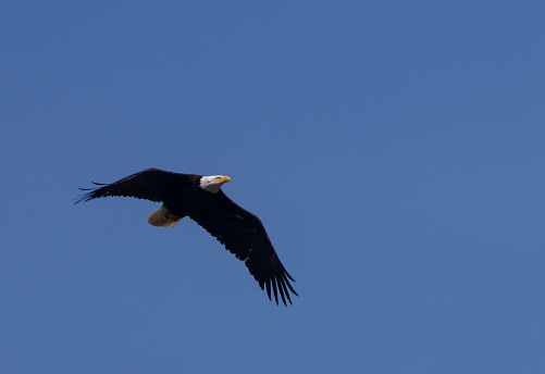 Bald Eagle in Flight over the Colorado Rocky Mountains