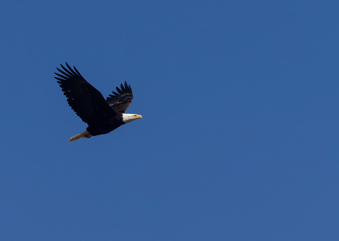 Bald Eagle in Flight over the Colorado Rocky Mountains