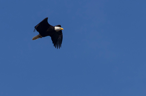 Bald Eagle in Flight over the Colorado Rocky Mountains