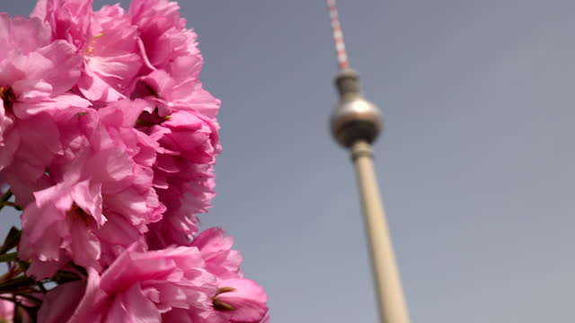Berlin Alexanderplatz with cherry flowers