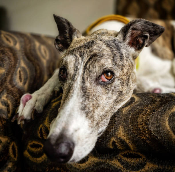 istock A beautiful dog looking straight at the camera 2147790846