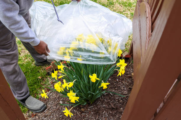 Plastic bag covering up Daffodil during cold weather