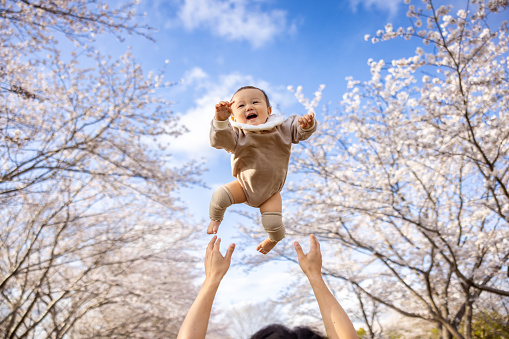 Baby boy flying in the sky with cherry blossoms