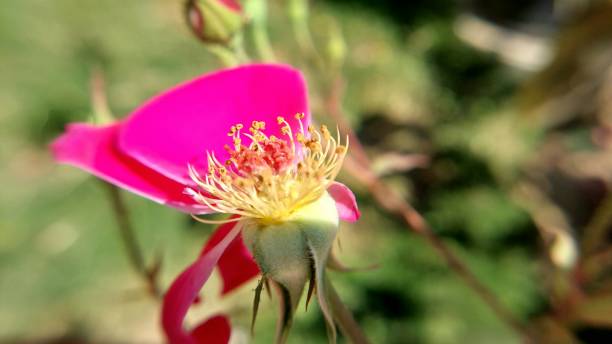 istock macro closeup of roses pollens 2147921481
